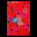 Foto Farbenrausch 12